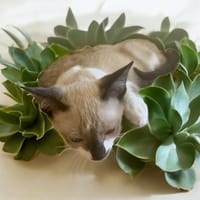 Newt, chat à adopter