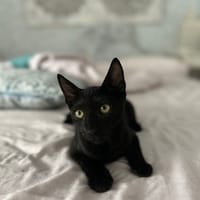 Kuro, chat à adopter