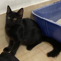 Nyxx, chatte à adopter