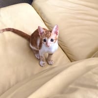 Tyron, chat à adopter