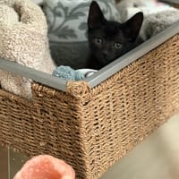 Conguito, chat à adopter