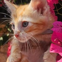 Kuki, chat à adopter