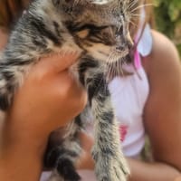 Manolo, chat à adopter
