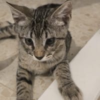 Tigreton, chat à adopter