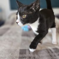 Miaa, chatte à adopter