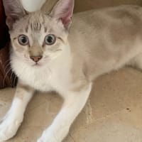 Snow, chat à adopter