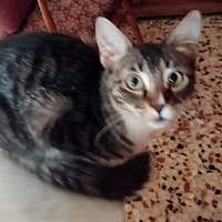 Mika, chatte à adopter