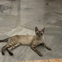 Sira, chatte à adopter