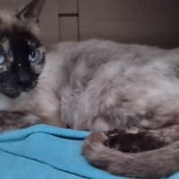 Alma, chatte à adopter