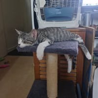 Ashera, chatte à adopter