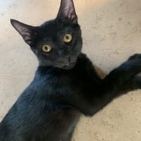 Tchalla, chat à adopter