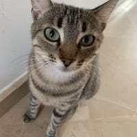 Lisa, chatte à adopter