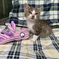 Caruso, chat à adopter