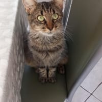 Séleste, chatte à adopter
