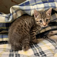 Zéphir, chat à adopter