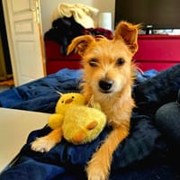 Esmeralda, chienne à adopter