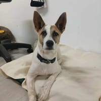 Tilouis, chien à adopter