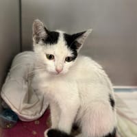 Mimka, kotka do adopcji