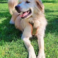 Medo sucht seine Menschen!, Hund zur Adoption
