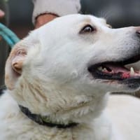 Siriu - zutraulich u. aufgeweckt, Hund zur Adoption