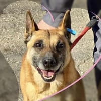 Sehr menschenbezogen klug = RUBY🆘🆘🆘🆘, Hündin zur Adoption