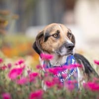 Lani - ruhige Hündin sucht Zuhause, Hündin zur Adoption