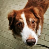 Lilly, traumhaft liebe Seniorin, Hündin zur Adoption