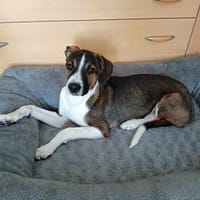 GARCIO ❤, Hund zur Adoption