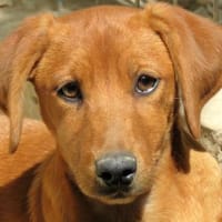 Maico (zur Pflege in 59423 Unna), Hund zur Adoption