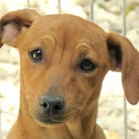 Mizzi (zur Pflege in 26135 Oldenburg), Hündin zur Adoption