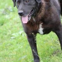 Douce - ❤❤sehr verspielt u. kinderlieb, Hund zur Adoption