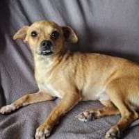 Klein Goofy stellt sich vor!, Hund zur Adoption