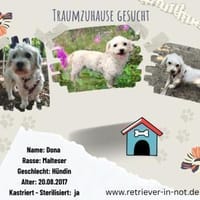 Malteser Dona sucht ihr Glück, Hündin zur Adoption