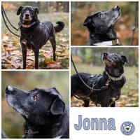 JONNA * ruhige liebe Einzelseniorin, Hündin zur Adoption