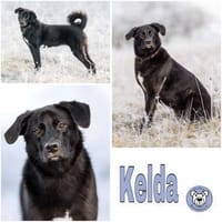 KELDA -neugierig, verschmust & verspielt, Hündin zur Adoption