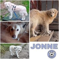 JONNE -sucht ruhiges Zuhause-, Hund zur Adoption