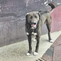 Enjo möchte einfach nur geliebt werden, Hund zur Adoption