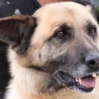 Cassie - sehr verschmust u. lieb ❤❤❤, Hündin zur Adoption