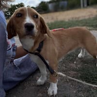 🐾❤ MILA, ca. 1 Jahr, 28cm, Hündin zur Adoption