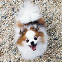 Cosmo, freundl.  kleiner Rüde, Hund zur Adoption