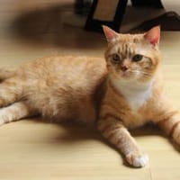 Professor Karl  ein Kämpfer sucht sein, Kater zur Adoption