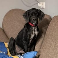 Pluto ein liebevoller English Pointer, Hund zur Adoption