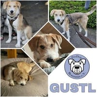 GUSTL -junger, lebensfroher Charmeur-, Hund zur Adoption
