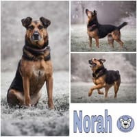 NORAH -arbeitswillig & menschenbezogen-, Hündin zur Adoption