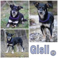 GISLI * liebevoller Bub braucht Halt, Hund zur Adoption