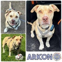 ARKON -Sonnengenießer mit Charakter-, Hund zur Adoption