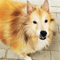 Chicko, netter Senior, Hund zur Adoption