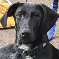 Pizzy/Shadow  sucht ein neues Zuhause, Hund zur Adoption