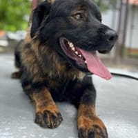 Leonbergermischling Michi sucht Familie, Hund zur Adoption