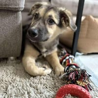 Kiko ist unser süßer Mini-Racker 🐾, Hund zur Adoption